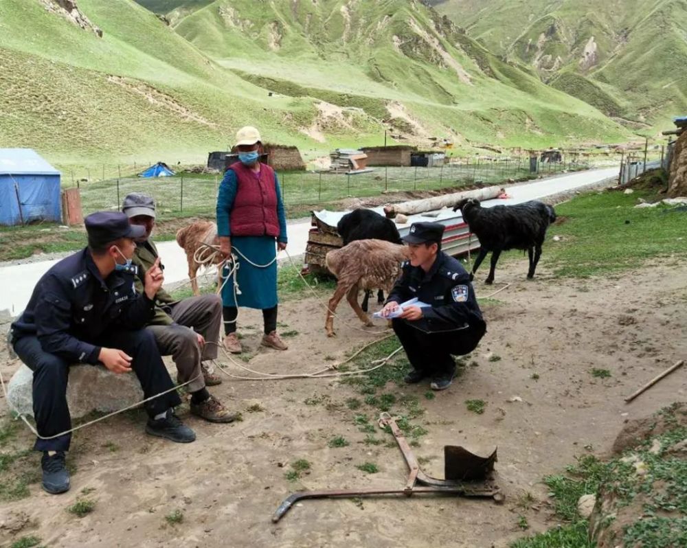 当警官还要当“羊倌”！牧场警事“四部曲”道不完的警民情……_腾讯新闻