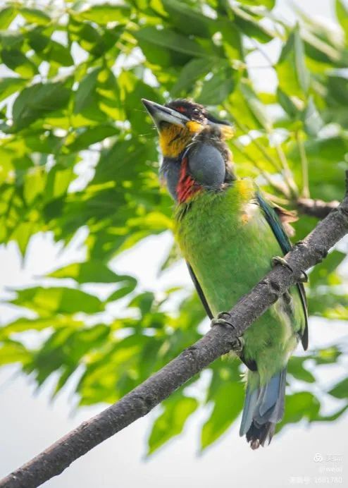前已有述,黑眉拟啄木鸟的叫声极为独特,辨识度高.