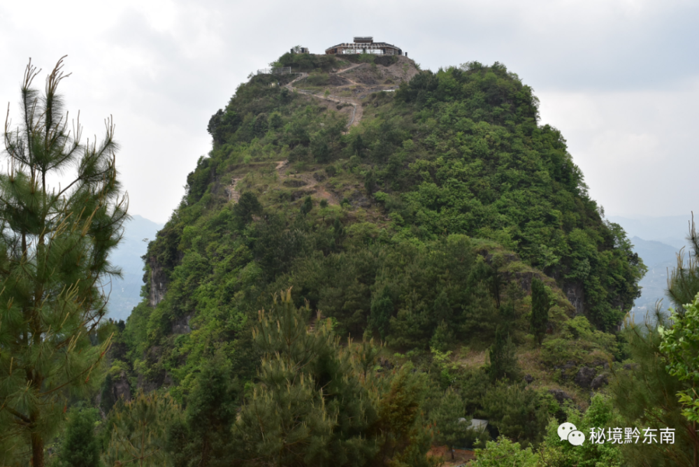 【关注】贵州黄平:金凤山上脆李香 登高避暑采果尝