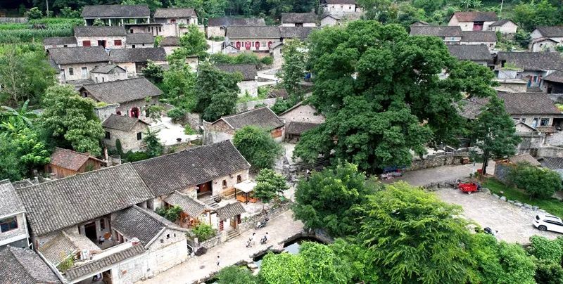 兴义市清水河镇雨补鲁110亩向日葵盛开引客来_腾讯新闻