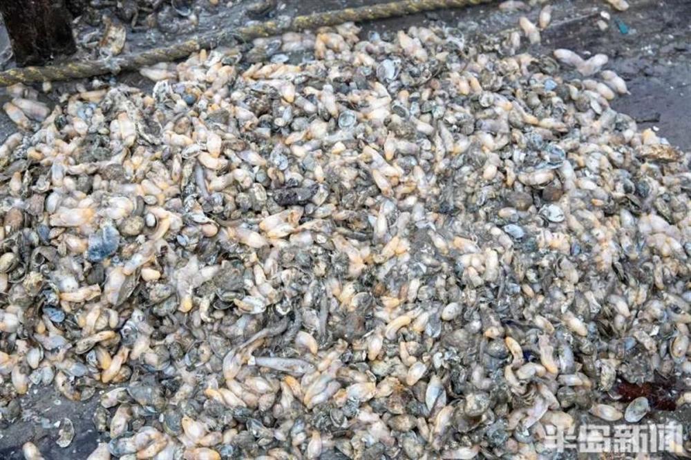 “白泥蚂”大举入侵青岛海域渔民：它会吞掉蛤蜊苗，有毒不能食用基于性能的不可预期燃油