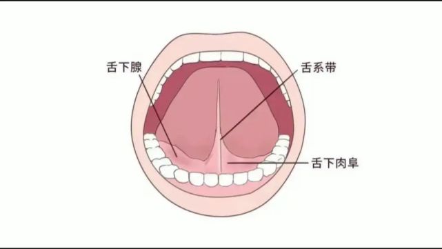 舌下肉阜解剖图图片