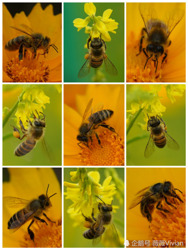 蜜蜂的精神象征什么人 蜜蜂的象征意义和精神是什么?