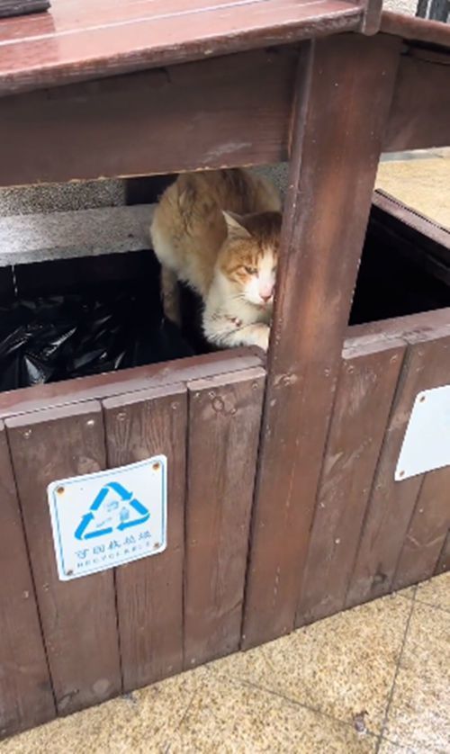 暴雨下1只流浪猫缩在垃圾桶里,眼神早已没了光:能活着就不错了_腾讯
