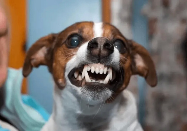 狗呲牙 生气图片
