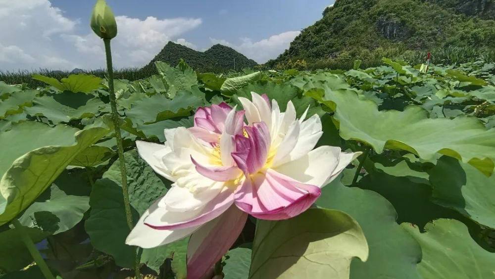 大灑錦屬於中國蓮種系大株型重瓣類複色型荷花,又名玉蝶虎口