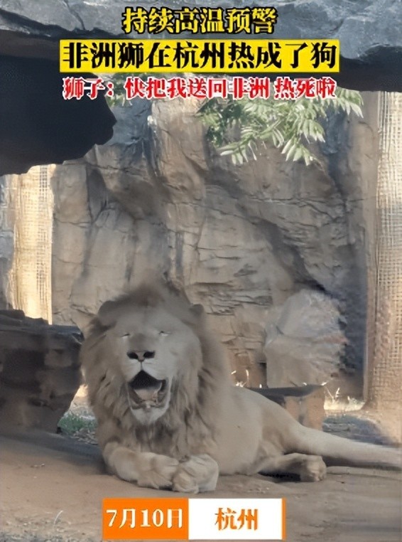 非洲狮在杭州热成了狗，不停张嘴吐舌头，工作人员：采用物理降温方式，没出现中暑现象_腾讯新闻