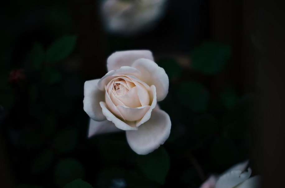 每日一花7 12 白玫瑰 清香习习向人来 腾讯新闻