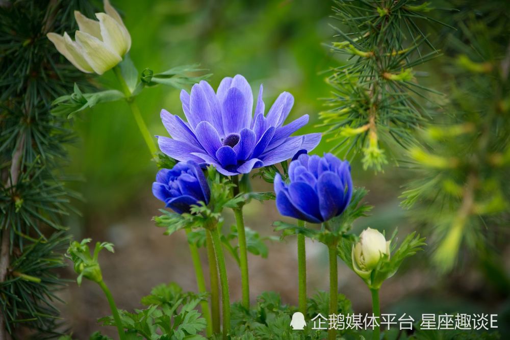 7月12日 18日星座运势 高歌猛进 精力充沛的四大星座 腾讯新闻