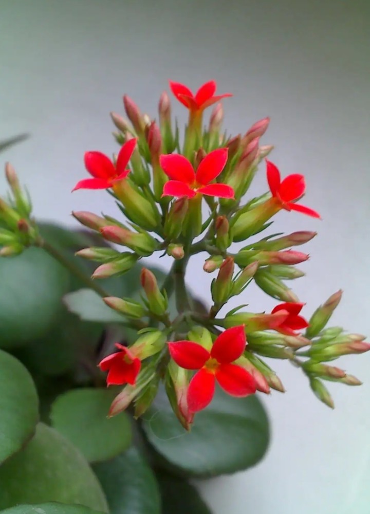 二长寿花放哪风水最佳 关于长寿花摆放风水作用也是花友们十分关注的