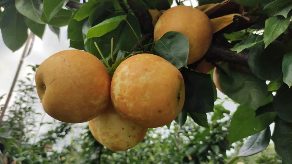 连州水晶梨成熟上市_腾讯新闻