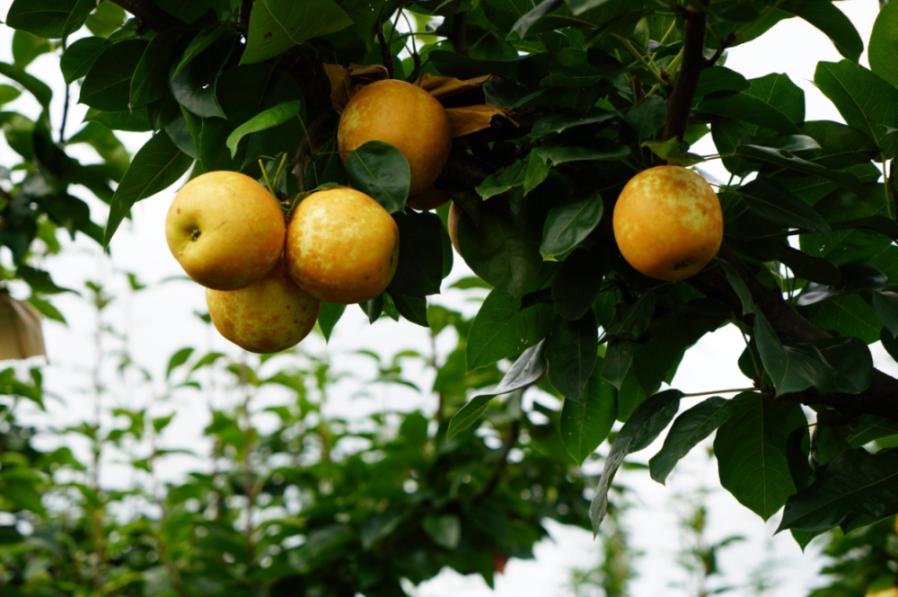 连州水晶梨成熟上市