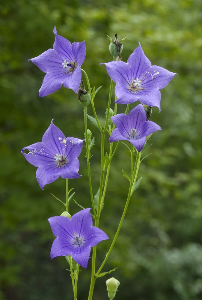 铃铛花 桔梗花 腾讯新闻