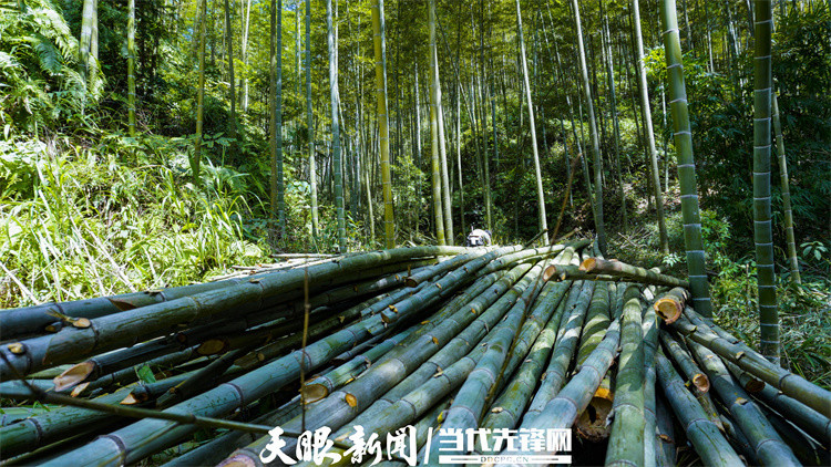 贵州赤水：两根竹一根笋建起“绿色银行”_腾讯新闻