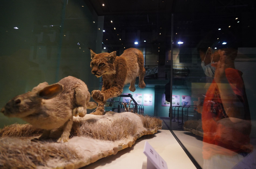 中华穿山甲朱鹮50件野生动物标本亮相北京自然博物馆