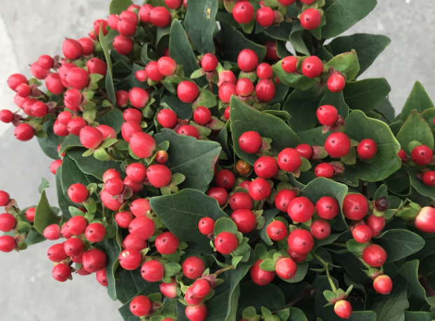 相思豆别名火龙珠,养殖简单,好看易观赏