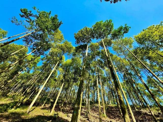 经过多年保护和建设,广东省公益林资源质量逐步提高,森林生态状况明显