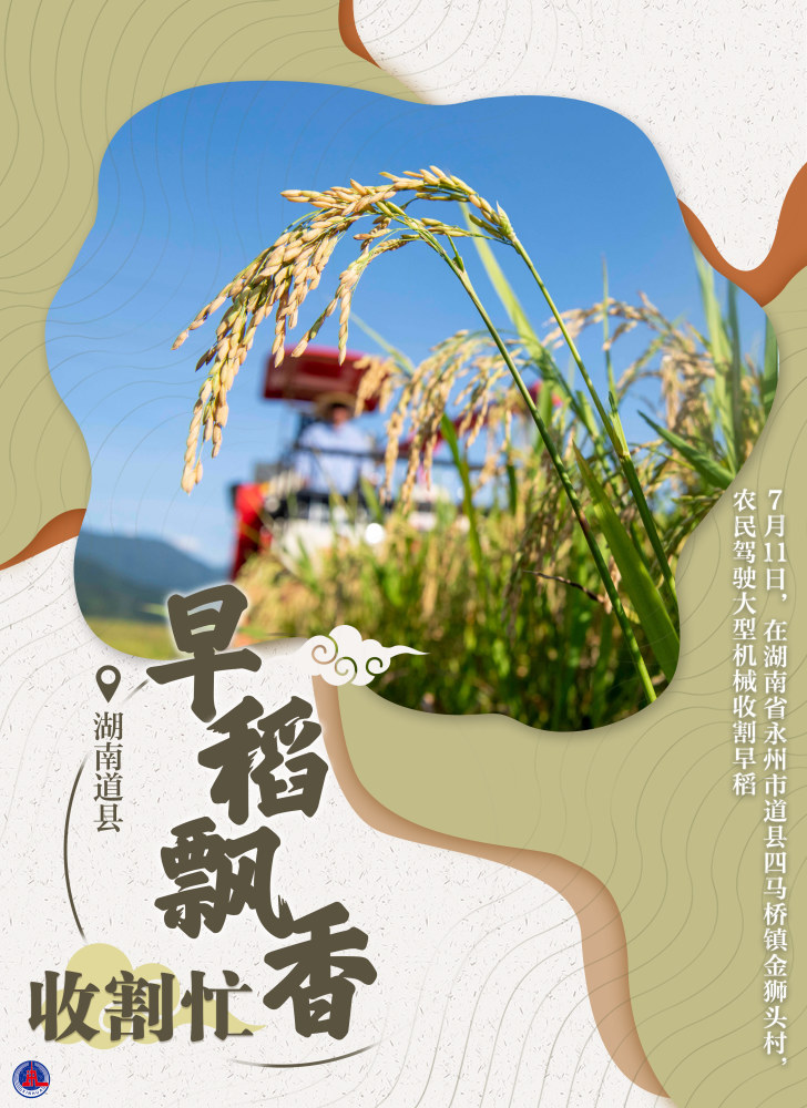 图表海报社会早稻飘香收割忙1