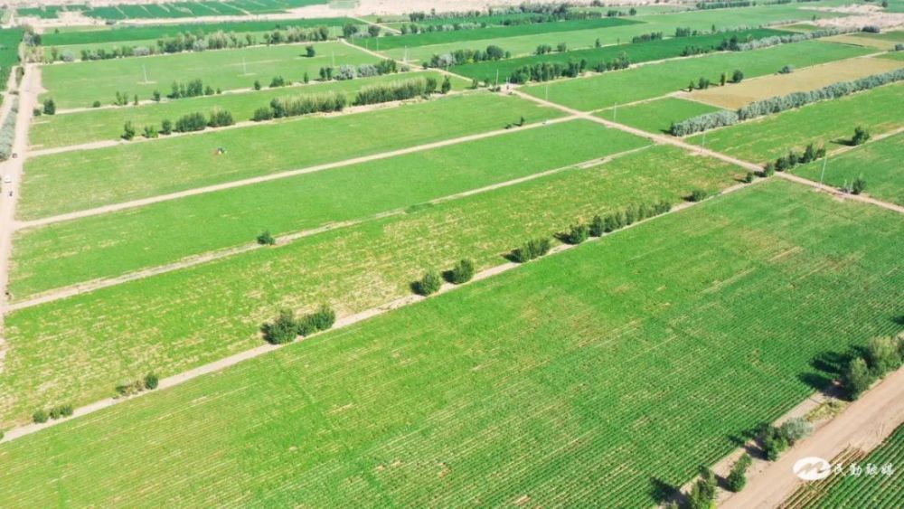 奋进新征程建功新时代民勤县大坝镇城西村千亩马铃薯长势喜人