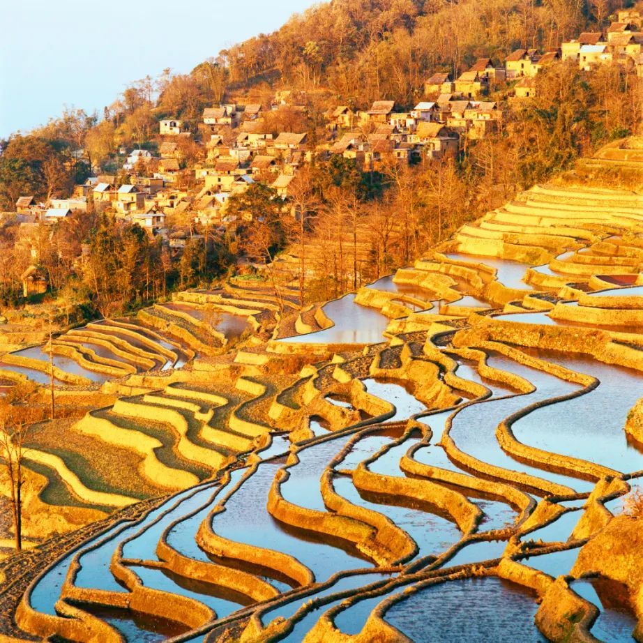 农遗良品聚青田六带你探寻万年贡米哈尼梯田普洱古茶
