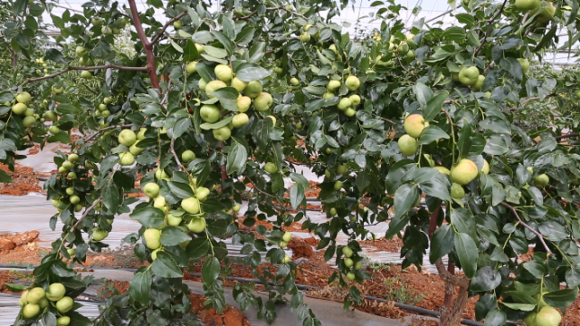 色泽诱人的蟠枣,一幅硕果累累的丰收景象↓↓2014年,弥勒永盛荣农业