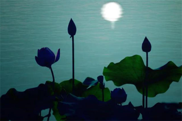 农历六月荷花月,赏读五首古诗里的荷塘月色,满身明月看荷花
