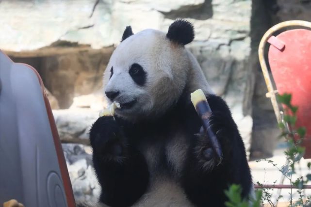 核酸张嘴表情包熊猫头图片