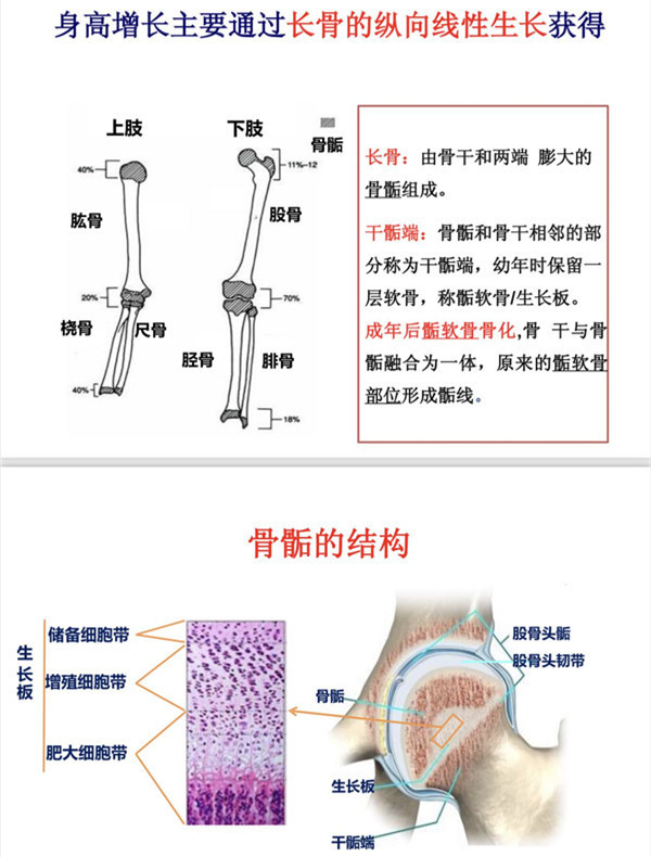 原春青:首先我们来了解一下身高的组成.