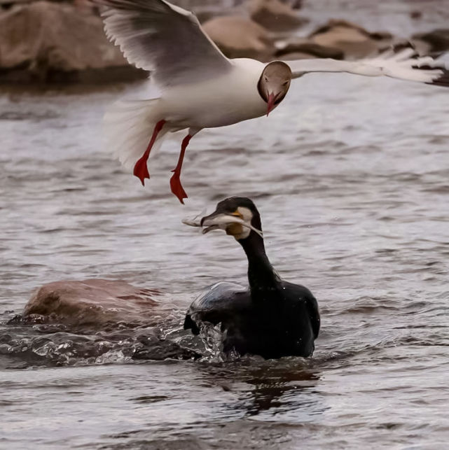 魚鳥共生 青海湖湟魚的生態循環之旅