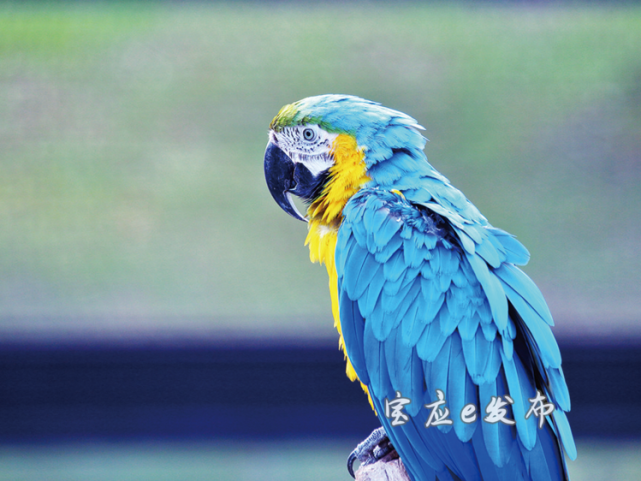 绶带鸟,琵琶鹭,虚浮鸥……看宝应一摄影家眼中的"奇鸟"