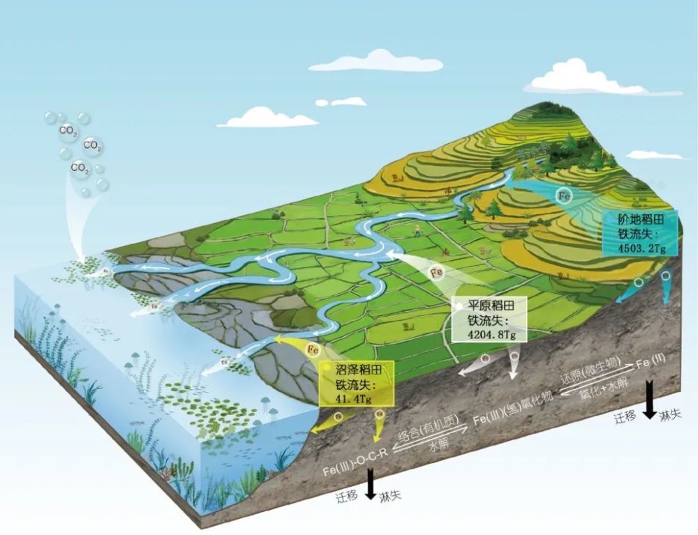 中国稻田土壤铁流失及其环境意义封面文章