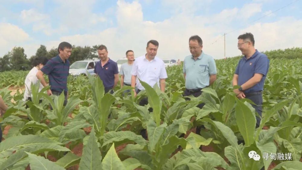 今日要闻昆明市烟草公司到寻甸县调研烤烟生产情况