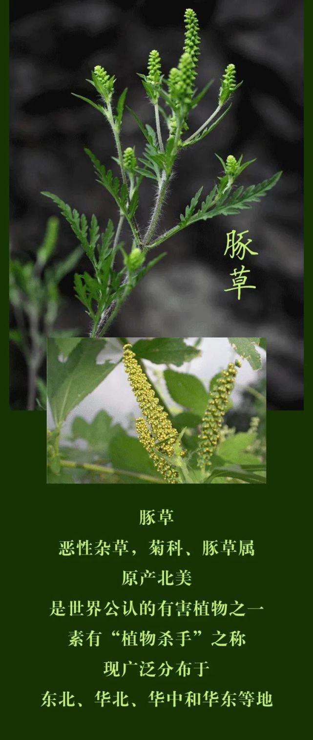 普通豚草过敏包括什么图片