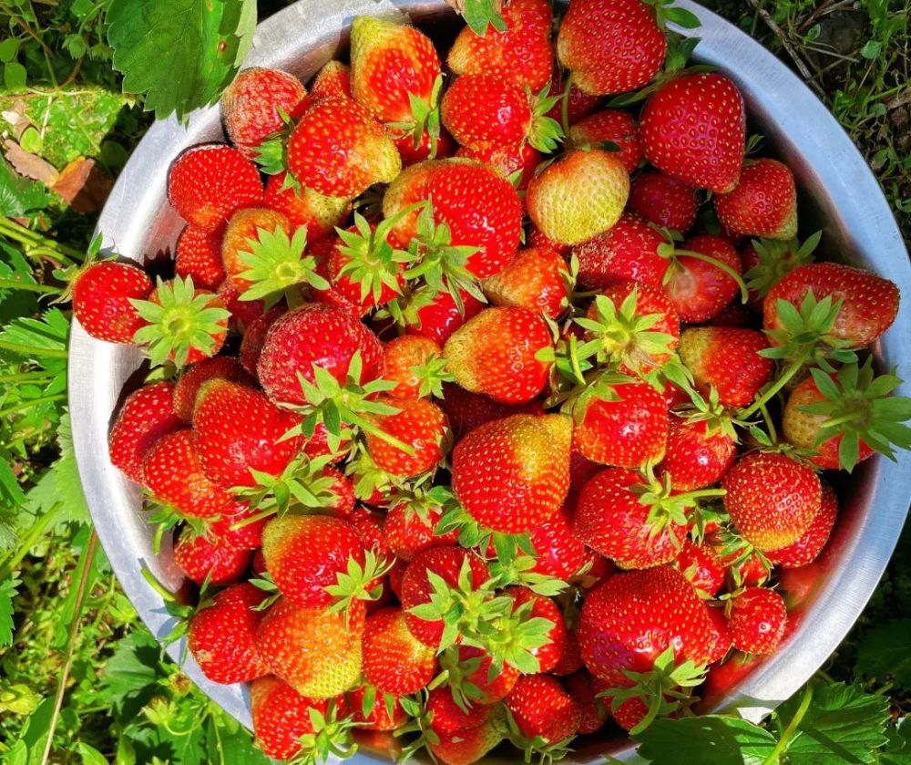 报名啦7月17日自驾曾家山品味夏草莓草莓很甜不去后悔