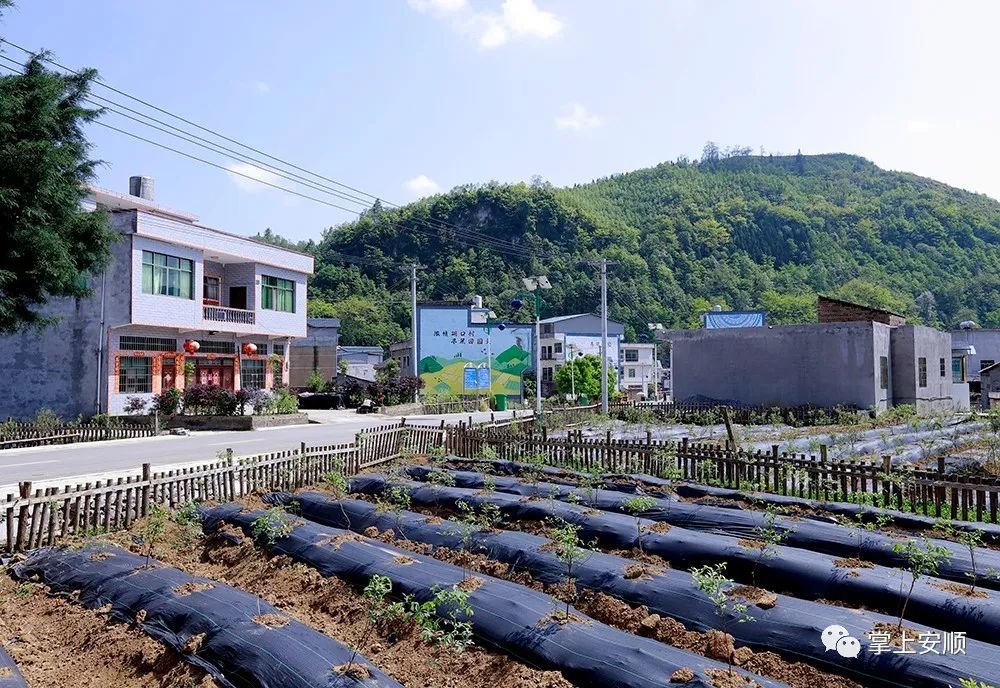 板当镇握好接力棒持续巩固拓展脱贫攻坚成果