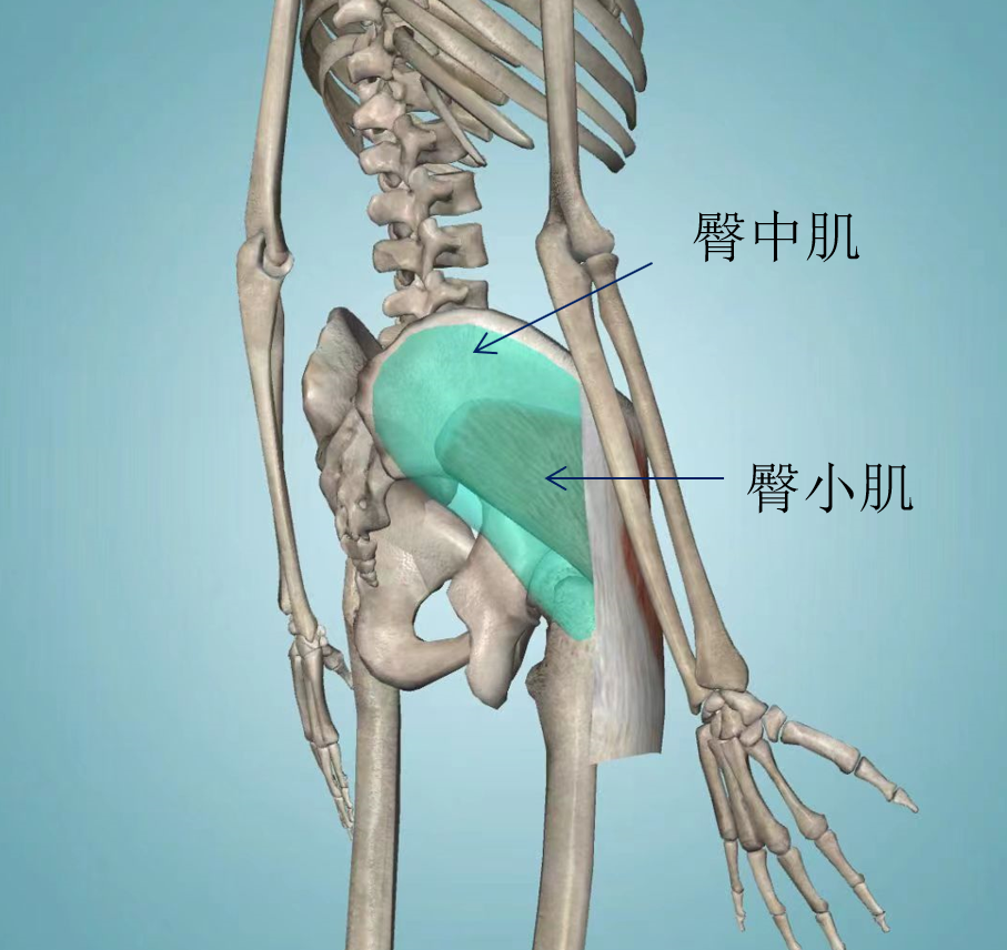 尤其是臀中肌和臀小肌这两块负责髋关节外旋外展功能最重要的肌肉