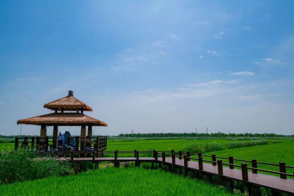 美哉绿屏咸水沽湾