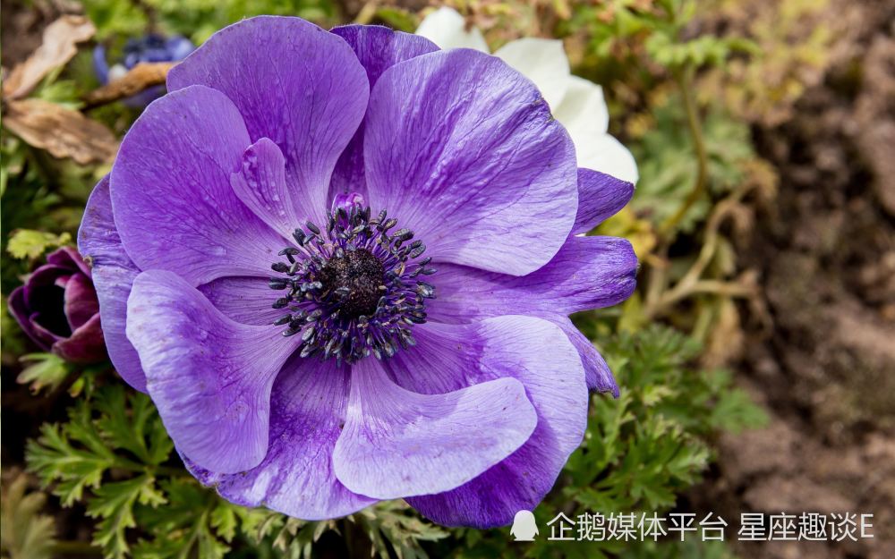 7月15日 21日星座运势 柳暗花明 攻守俱佳的四大星座 腾讯新闻