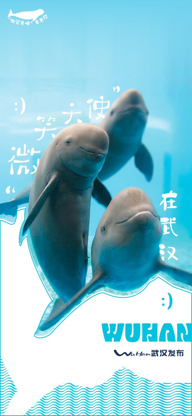 每天一块多钱请江豚吃顿大餐