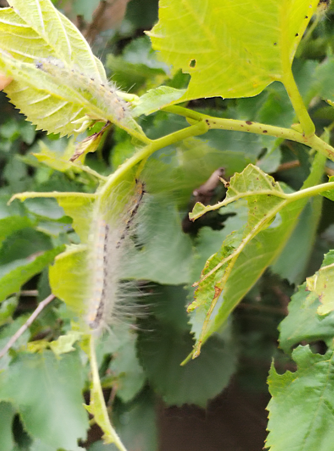 有一种毛骨悚然的感觉,一片没有啃光的叶片上面,竟然爬了四五只毛毛虫