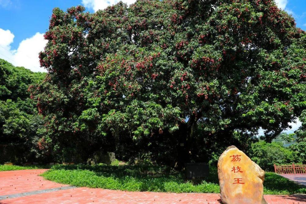 东莞谢岗镇170多年"荔枝王"开始采摘,今年单株产量约400公斤_腾讯新闻
