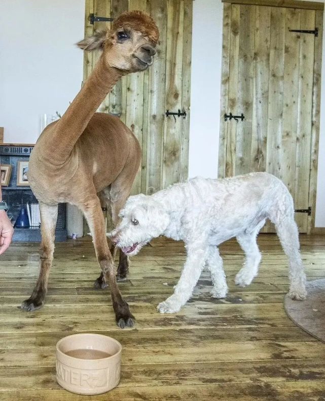 2岁羊驼一直以为自己是宠物狗,住豪宅还有兜风专用代步车!