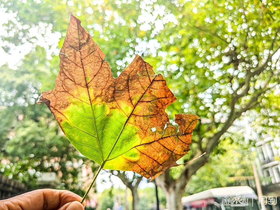 梧桐树叶子图片 黄叶图片