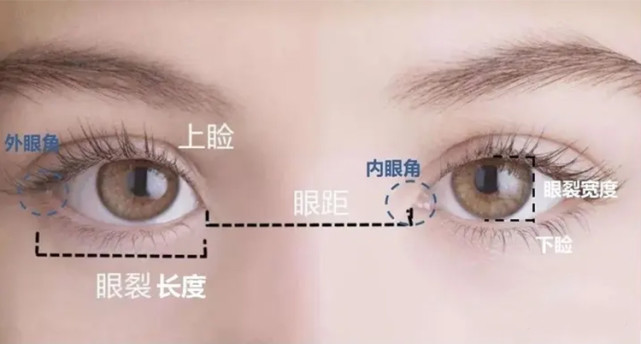 【杭州艺星】眼睑下至有什么作用?