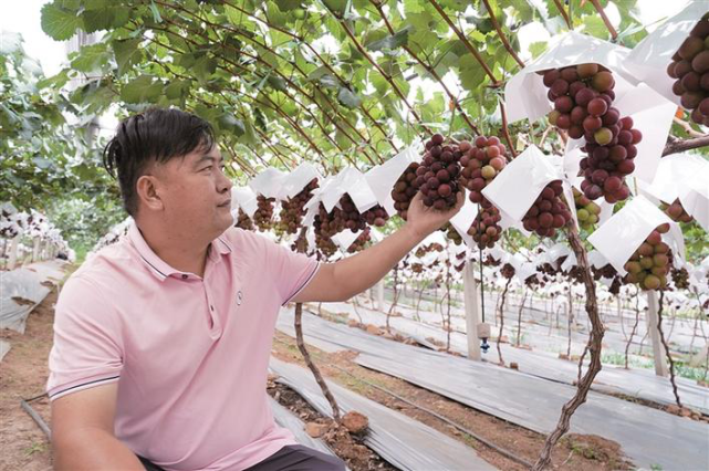 【我身边的榜样】罗正军:种优质葡萄解锁"增收密码"