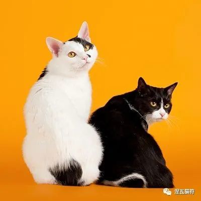 三花日本短尾猫图片