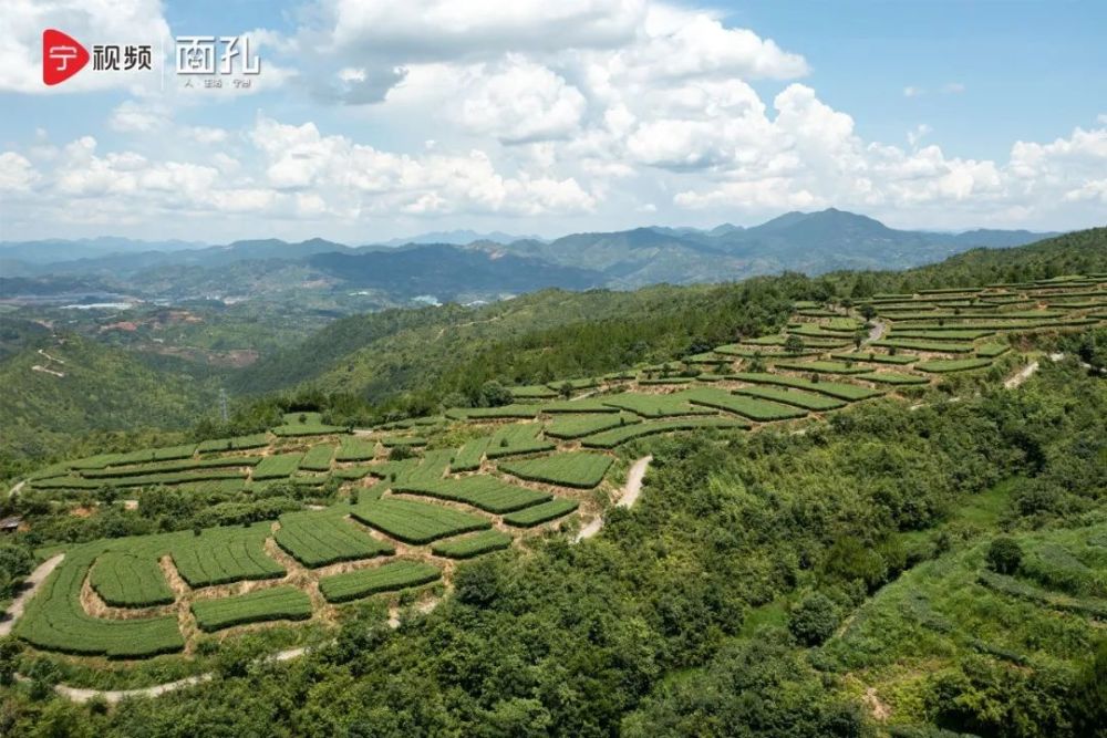 本期《面孔》,我们邀请寿宁县南阳镇党委书记张建龙,南阳镇党委副书记