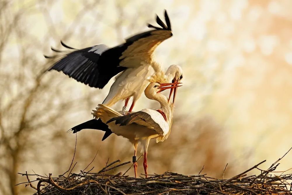 由于白鹳是候鸟,每年的8月,雄鸟阿克要飞往一万多公里外的南非大陆