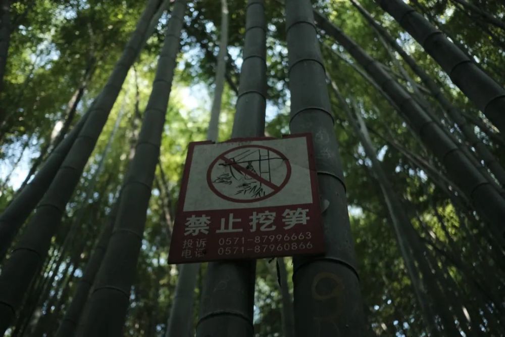 40度高温下的杭州