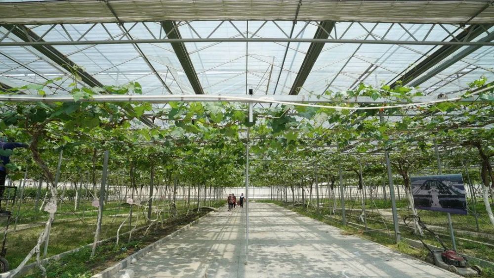 茶淀街道:葡萄香中书写乡村振兴新篇章_腾讯新闻